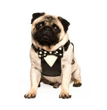 Bumble Bee Pet Costume, X-Large