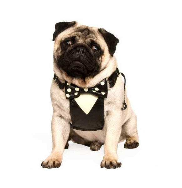 Bumble Bee Pet Costume, X-Large